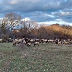 Podere Casa al Bosco Di Bao Ada e Bao Sandra S.s. Figline e Incisa Valdarno, Figline Valdarno - Orari di apertura