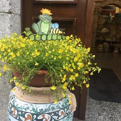 Arte Della Ceramica Di Campobello Giovanna, Orta San Giulio orari di apertura