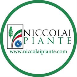 Societa' Agricola Niccolai Piante Di Fabio Niccolai SS, Stazione di Montale orari di apertura