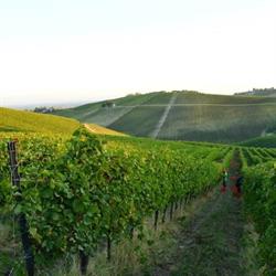 Azienda Agricola Castel Del Lupo (S.R.L.) Vini, Calvignano orari di apertura