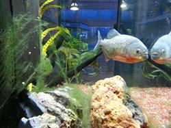 Pirana Aquarium Di Sgherri Alessandra, Ladispoli orari di apertura