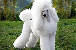 Poodle Pet Salon Di Argiro' Antonio, Catanzaro orari di apertura