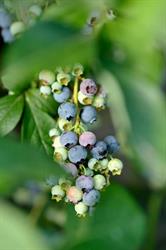 Azienda Agricola Beatrice Arrigoni, Bergamo orari di apertura