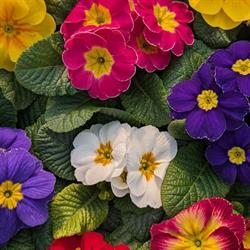 Garden Primula, Zero Branco orari di apertura