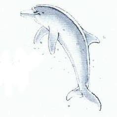 Il Delfino Attrezzature Subacquee Nautiche, Pescate orari di apertura