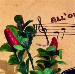Circolo Culturale E Gastronomico Cantautori Liguri O Chi O A Ca Toa, Portovenere orari di apertura