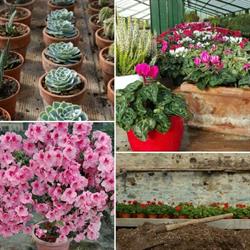 Vivaio Il Giardiniere, Firenze orari di apertura