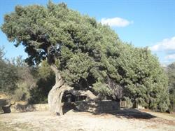 Agriturismo Il Vecchio Ginepro, Arzachena orari di apertura