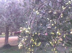 Azienda Agricola Caravaggio Nicola Tommaso, Rocca San Giovanni orari di apertura