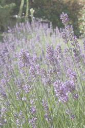 Erboristeria Lilla', Olgiate Comasco orari di apertura