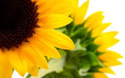 Bottega Biologica i Tre Girasoli, Cisternino orari di apertura