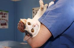 Ambulatorio veterinario Magenta, orari di apertura