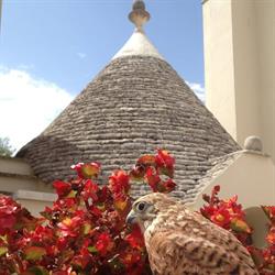 B&B Trullo delle Rondini, Alberobello orari di apertura