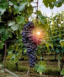 Accessories for Vineyards - Accessori per vigneti e frutteti - Asti, Canelli orari di apertura