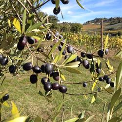 Fagiolari Bed & Breakfast, Panzano orari di apertura