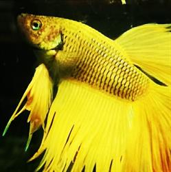 Compagnia dei tropici acquari, Alba orari di apertura