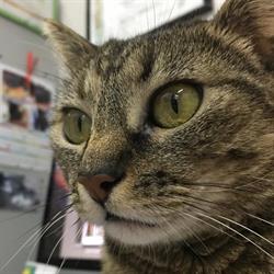 Ambulatorio Veterinario Sempione, Torino orari di apertura
