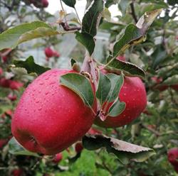 Punto Vendita Azienda Agricola Bambini Sandro, Ponte in Valtellina orari di apertura