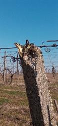 Azienda Agricola Ferraro Maurizio, Montemagno Monferrato orari di apertura