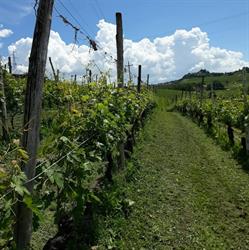 Azienda Agricola Cascina del Pozzo, Castellinaldo orari di apertura