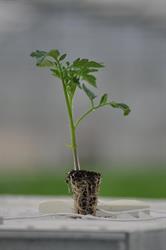 Agriviva s.r.l, Eboli orari di apertura