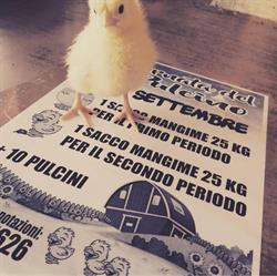 Agrizoo di Pauletto Matteo & Csas, Cologna Veneta orari di apertura