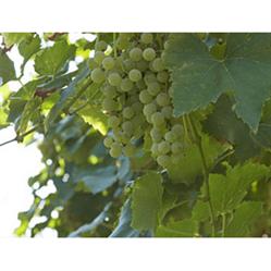 Cantina San Martino, Farra di Soligo orari di apertura