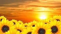 Casa Famiglia Il Girasole, San Lazzaro di Savena orari di apertura