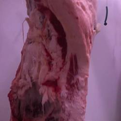 Dimensione Carne srl, Piove di Sacco orari di apertura