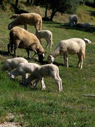 Agriturismo Le Case Del Priore, Preggio orari di apertura