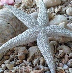 Delizie Polari Prodotti Surgelati, Pisticci orari di apertura