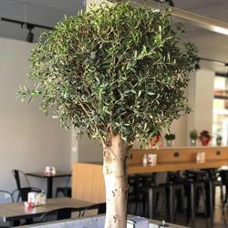 Ristobar Pizzeria Le Serre, Grugliasco orari di apertura