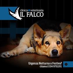 Clinica Veterinaria Il Falco, Follonica orari di apertura