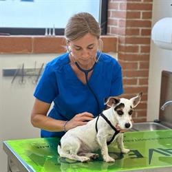 Ambulatorio Veterinario Sanes Dott.ssa Silvia Tonello, Mestrino orari di apertura