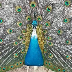 Bird Pet, Grottaglie orari di apertura