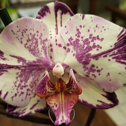 Fiorista "Alberto Fiori" di Pagani Alberto, Solbiate Olona orari di apertura