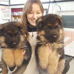 Centro Lucky Animals, Terranuova Bracciolini orari di apertura