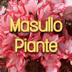 Vivaio Masullo Piante, Pontecagnano Faiano orari di apertura