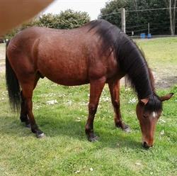 Cavallo Selleria - Linea verde, Perugia orari di apertura