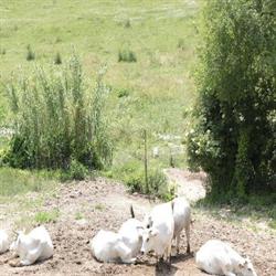 Azienda Agricola Biologica Pietrini Graziano, Arcevia orari di apertura