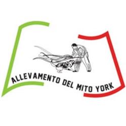 Allevamento del Mito York, Albese con Cassano orari di apertura