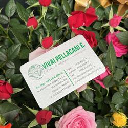 Vivai Pellacani, Sassuolo orari di apertura