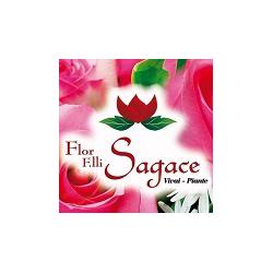 Flor F.lli Sagace, Oria orari di apertura