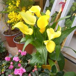Onoranze Funebri Borghi, Casella orari di apertura