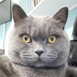 Ambulatorio Veterinario Testa Dr. Fabio, Lenno orari di apertura
