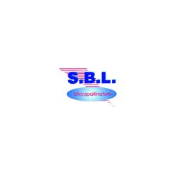 S.B.L., Osteria Grande orari di apertura