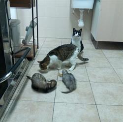Ambulatorio Veterinario La Fenice, Siena orari di apertura