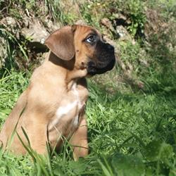 Pensione Cani - Allevamento Le Principesse De I Giacchini, Serravalle Pistoiese orari di apertura