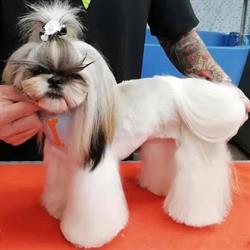 Toelettatura Dog e Cat, Lonato del Garda orari di apertura