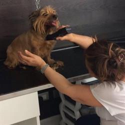 Beauty Pet Toelettatura Cani e Gatti, Firenze orari di apertura